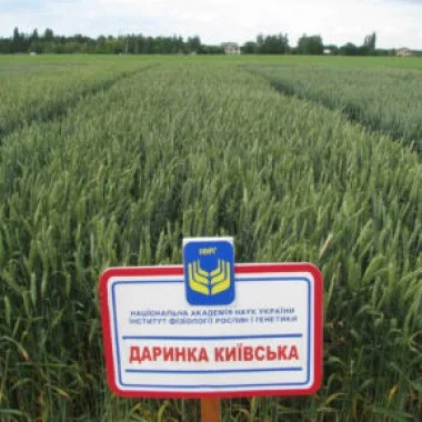 Насіння озимої пшениці Даринка Київська (СН-1 репрод.)- фото № 1