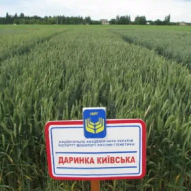 Насіння озимої пшениці Даринка Київська (СН-1 репрод.)- фото № 1