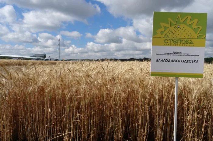 Продажа озимой пшеницы Благодарка Одеськая- фото № 1