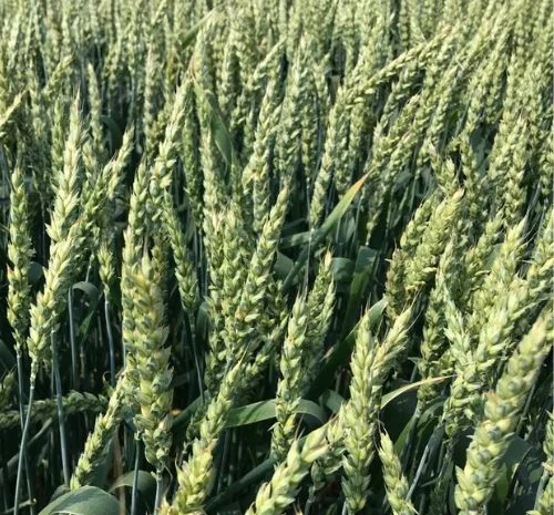 Насіння озимої пшениці ЮЛІЯ (СН-1 репродукція) в Днепре- фото № 1