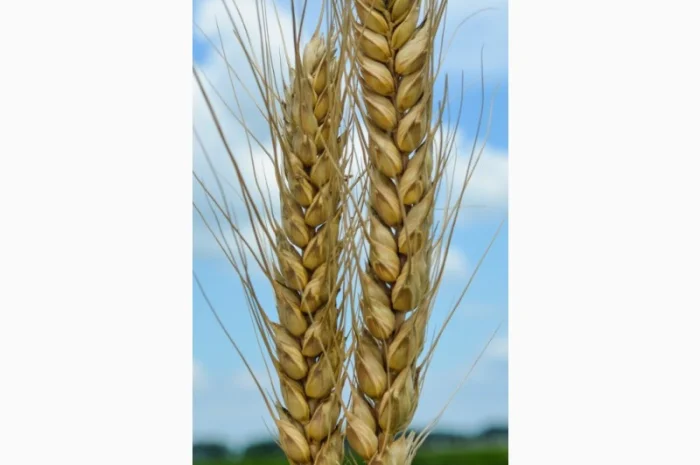 Насіння озимої пшениці Шестопалівка (еліта) - Днепр- фото № 1