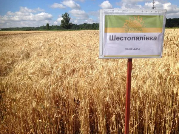 Насіння озимої пшениці Шестопалівка (еліта) - Днепр- фото № 2