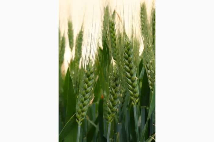 Продаю насіння озимої пшениці Фортеця- фото № 1