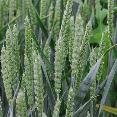 Продаж озимої пшениці сорту Мулан NPZ Lembke- фото № 1