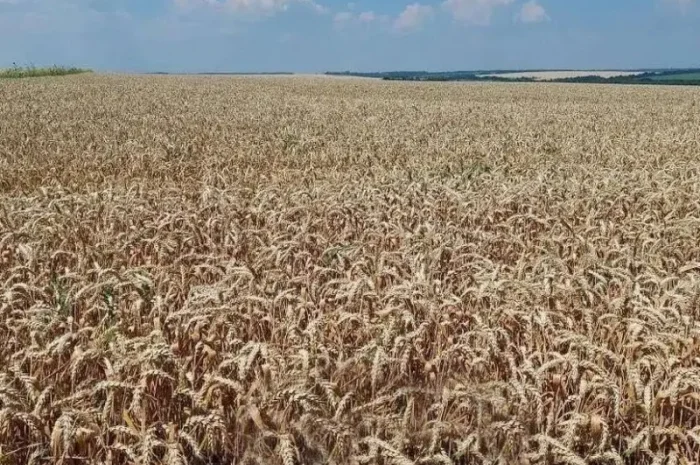 Посевной материал озимой пшеницы Viterra Seed Катарина- фото № 1