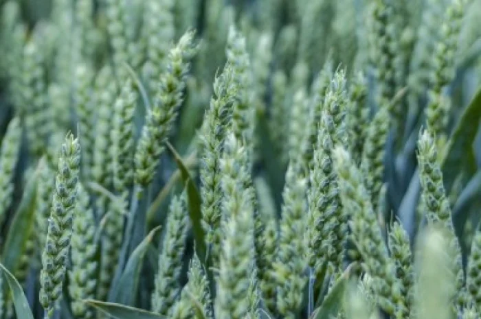 Продаж озимої пшениці сорту Скаген Еліта- фото № 1