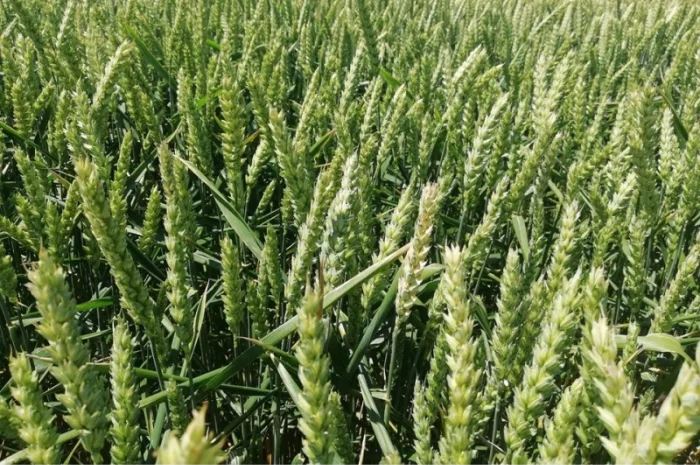 Продаж насіння озимої пшениці Lembke Леммі Еліта- фото № 1