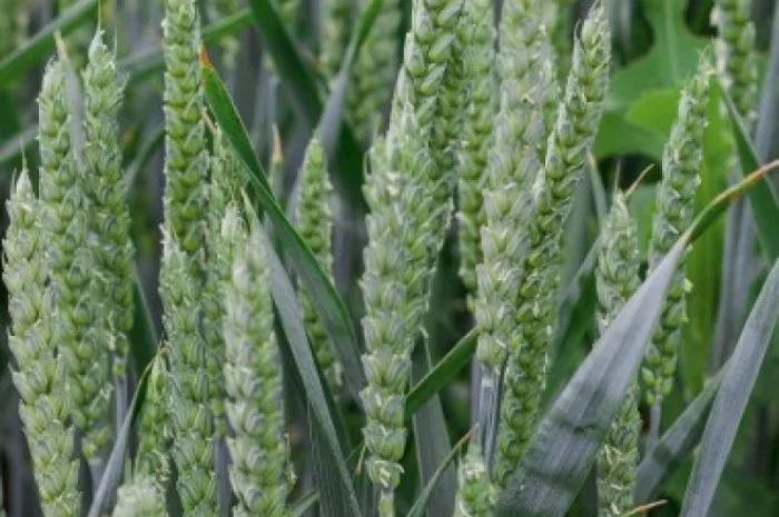 Насіння озимої пшениці Мулан Еліта- фото № 1