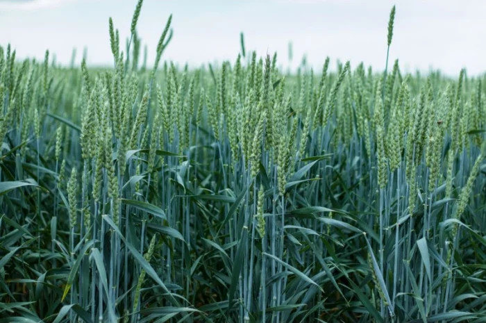 Пшеница озимая СКАГЕН Saaten Union для продажи- фото № 1