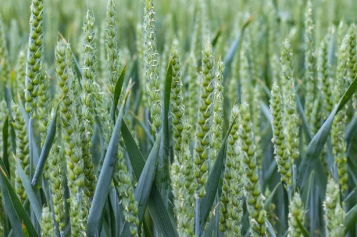 Насіння пшениці Мулан для продажу- фото № 1