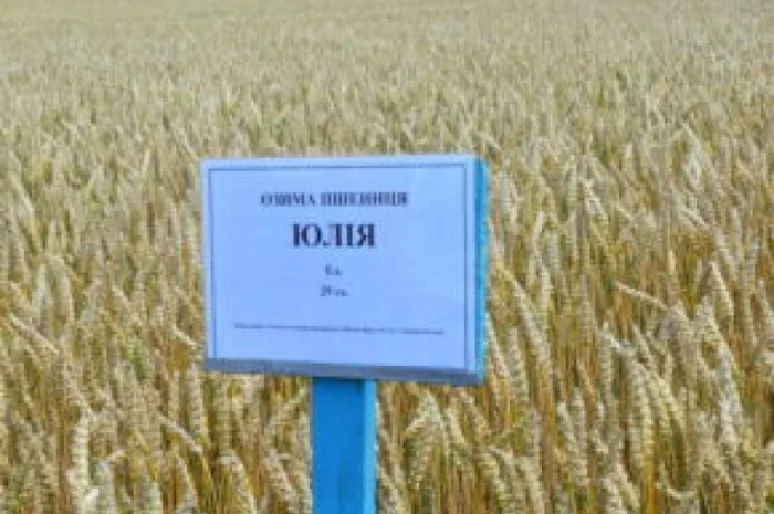 Насіння пшениці Selgen Юлія для продажу- фото № 1