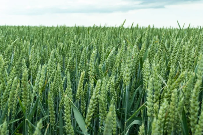 Насіння озимої пшениці Спенсер для високих врожаїв- фото № 1