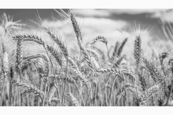 Постоянная закупка ФУРАЖНОЙ ПШЕНИЦЫ с самовывозом- фото № 1