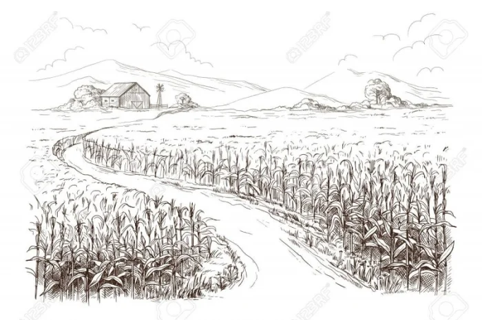 Купуємо ПРОрослу ПШЕНИЦЮ – швидко, самовивіз, постійні закупівлі- фото № 1