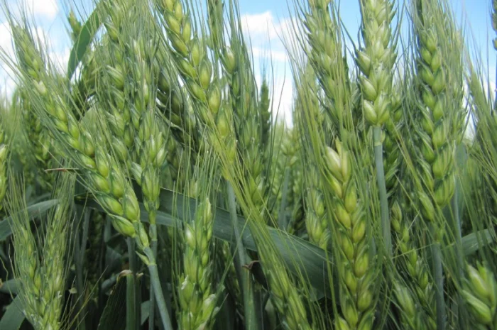 Элитный семенной сорт мягкой пшеницы GATINO- фото № 1