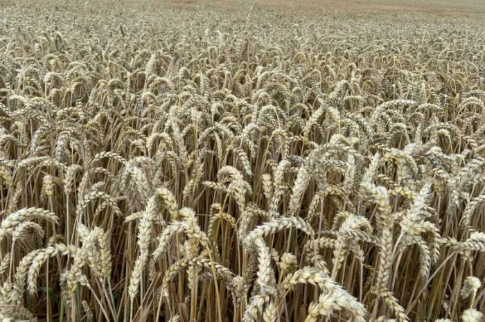 Насіння озимої пшениці 1 репродукція на продаж- фото № 1