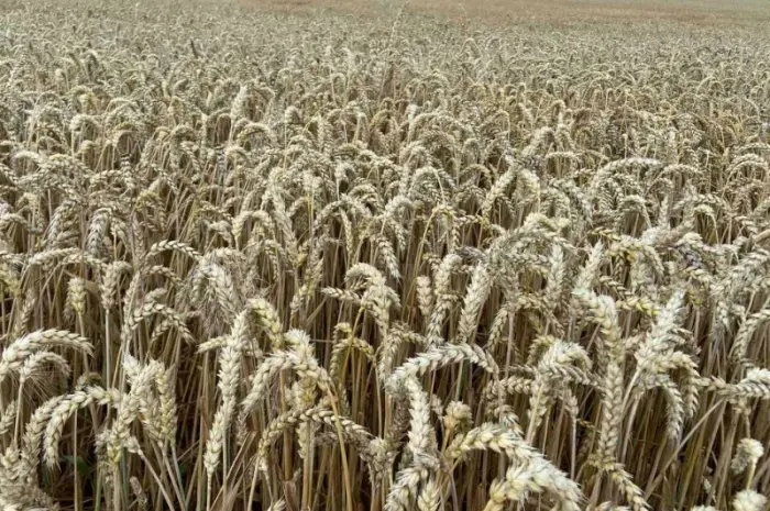 Насіння озимої пшениці 1 репродукції в ассортименте- фото № 1