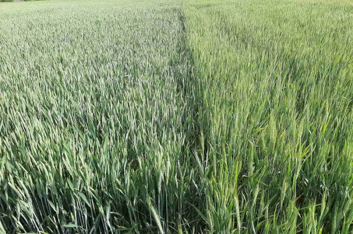 Канадські семена пшениці та ячменю на продаж- фото № 1