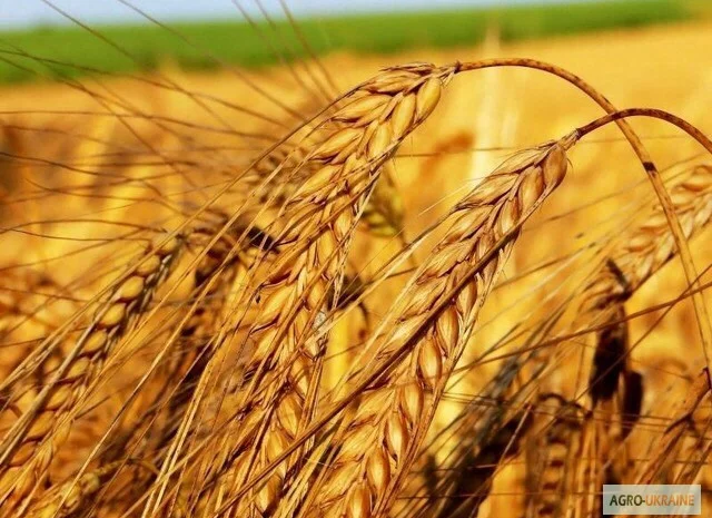 Закупка пшениці, ячменю, гороху, кукурудзи- фото № 1