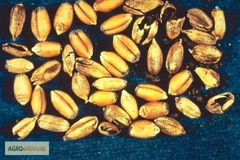 Закупка не кондиции пшеницы- фото № 1