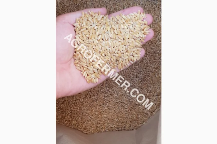 Семена твердой пшеницы ZELMA канадский ярый сорт- фото № 1