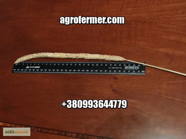 Продаж озимої пшениці FARREL- фото № 1