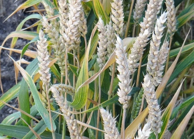 Насіння пшениці сорт FOX від канадського виробника- фото № 1