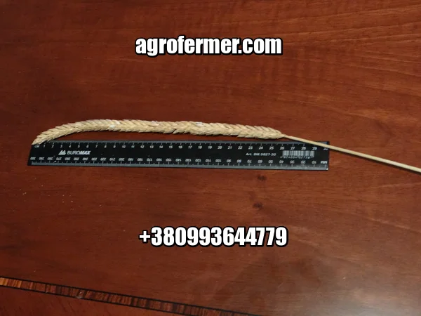 Семена пшеницы FARREL озимый сорт с высокой урожайностью- фото № 1