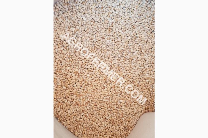 Семена пшеницы сорт Baxter - высокоурожайный элитный сорт- фото № 2