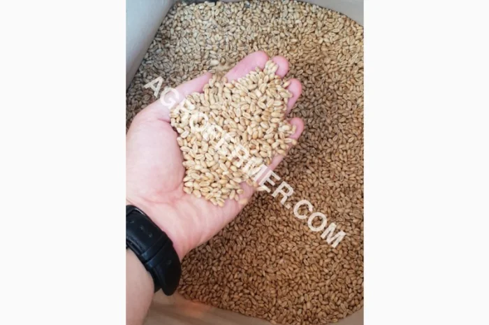 Канадський сорт пшениці BLOOM на продаж- фото № 1