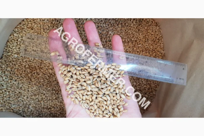 Канадський сорт пшениці BLOOM на продаж- фото № 3