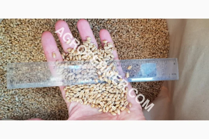 Канадський сорт пшениці BLOOM на продаж- фото № 4