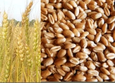 Зерноотходы куплю. Покупаю отходы зерновых, бобовых, масличных- фото № 1