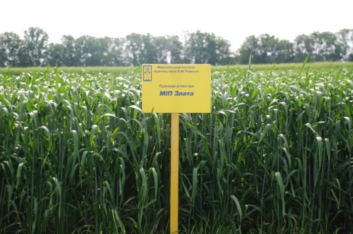 Продаж насіння високопродуктивної озимої пшениці- фото № 2