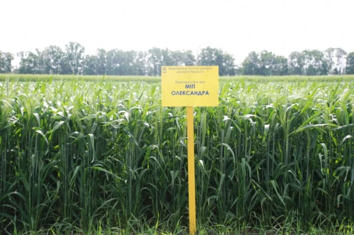 Продаж насіння високопродуктивної озимої пшениці- фото № 3