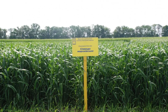 Продаж насіння високопродуктивної озимої пшениці- фото № 4