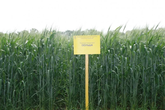 Продаж насіння високопродуктивної озимої пшениці- фото № 5