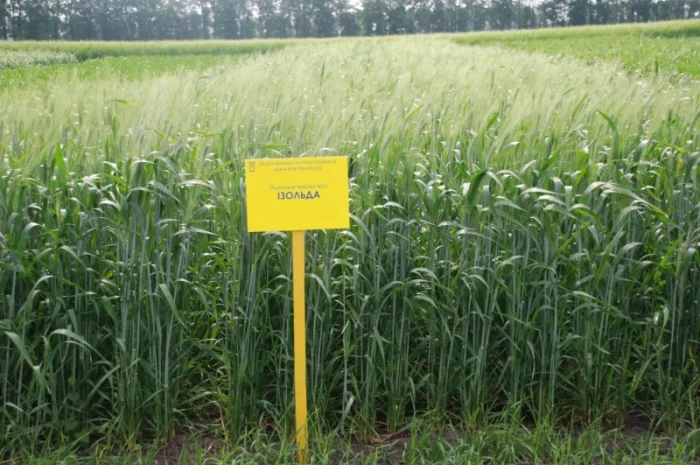 Продаж насіння високопродуктивної озимої пшениці- фото № 7