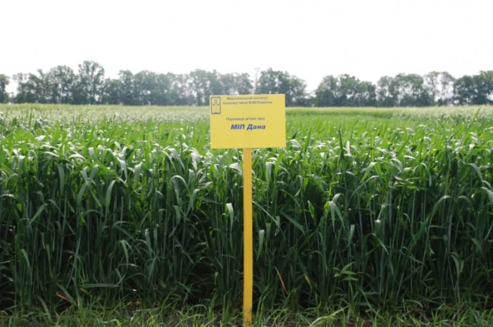 Високопродуктивні сорти озимої пшениці у продажу- фото № 8