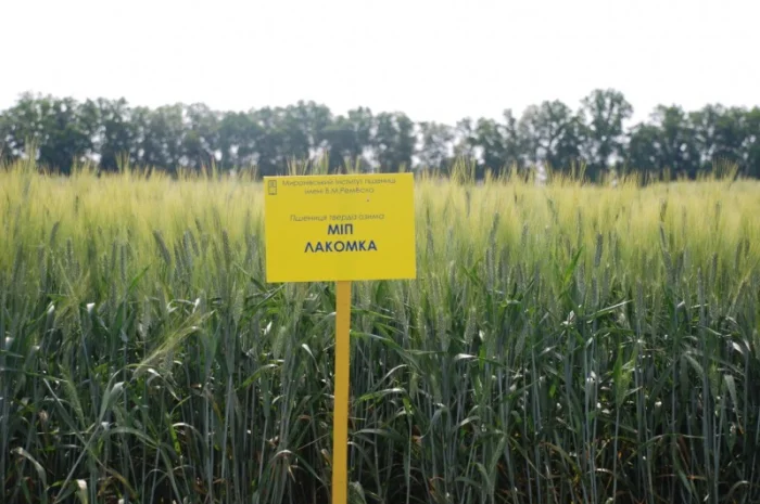 Продажа пшеницы МІП Лакомка- фото № 1