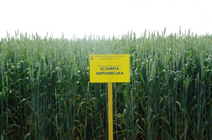 Мягкая озимая пшеница сорта Миронівська- фото № 1
