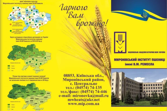 Реалізуємо пшеницю від виробника (третікале, ячмінь, яра пшениця)- фото № 10