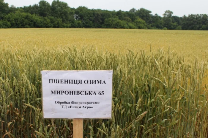 Реалізуємо пшеницю від виробника (третікале, ячмінь, яра пшениця)- фото № 18