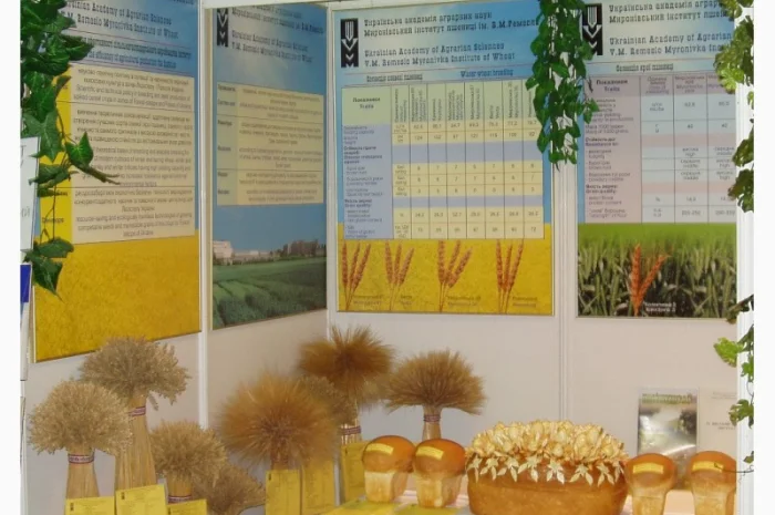 Реалізуємо пшеницю від виробника (третікале, ячмінь, яра пшениця)- фото № 2