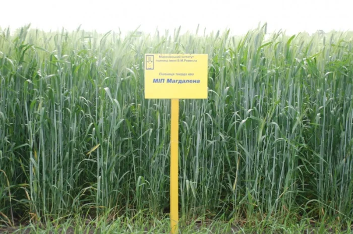 Реалізуємо пшеницю від виробника (третікале, ячмінь, яра пшениця)- фото № 7