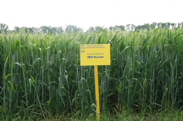 Реалізуємо пшеницю від виробника (третікале, ячмінь, яра пшениця)- фото № 6