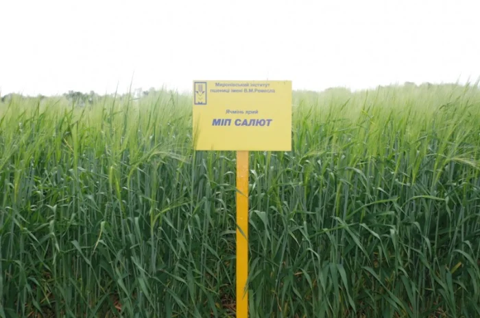 Реалізуємо пшеницю від виробника (третікале, ячмінь, яра пшениця)- фото № 4