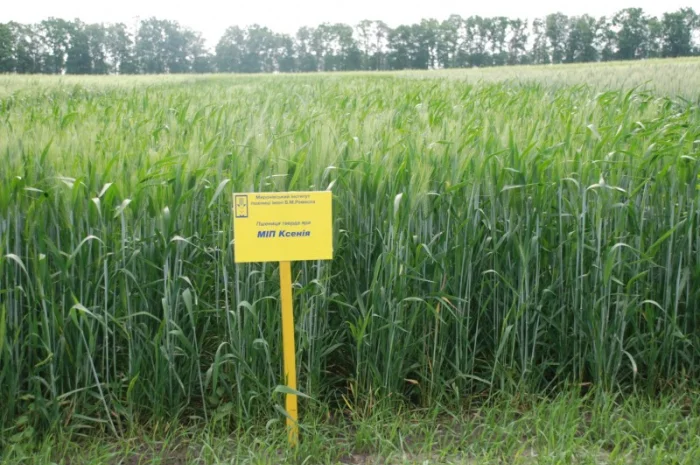 Реализуем пшеницу от производителя (третикале)- фото № 4