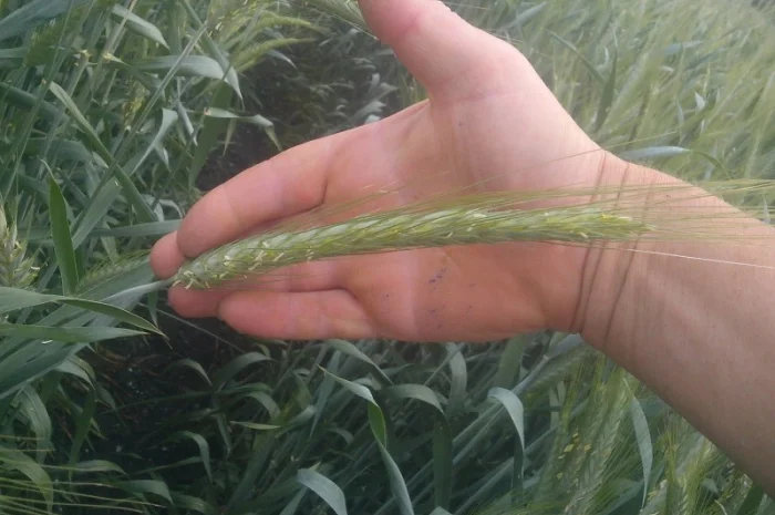 Реалізуємо пшеницю від виробника (третікале, ячмінь, яра пшениця)- фото № 16