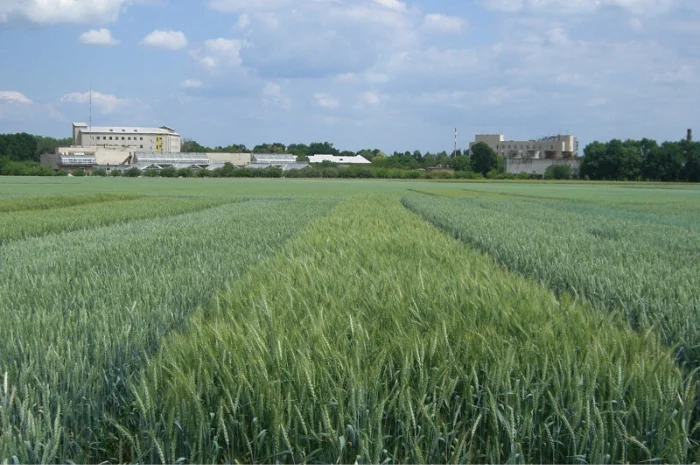 Реалізуємо пшеницю від виробника (третікале, ячмінь, яра пшениця)- фото № 17